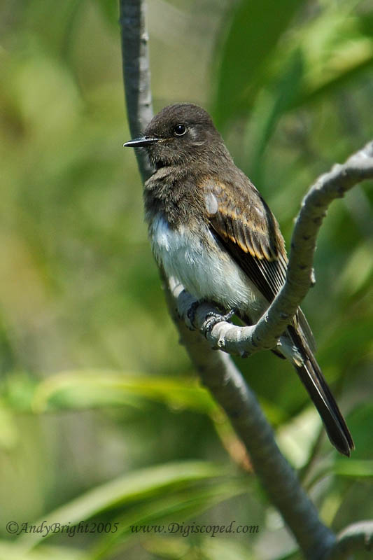 Black Phoebe