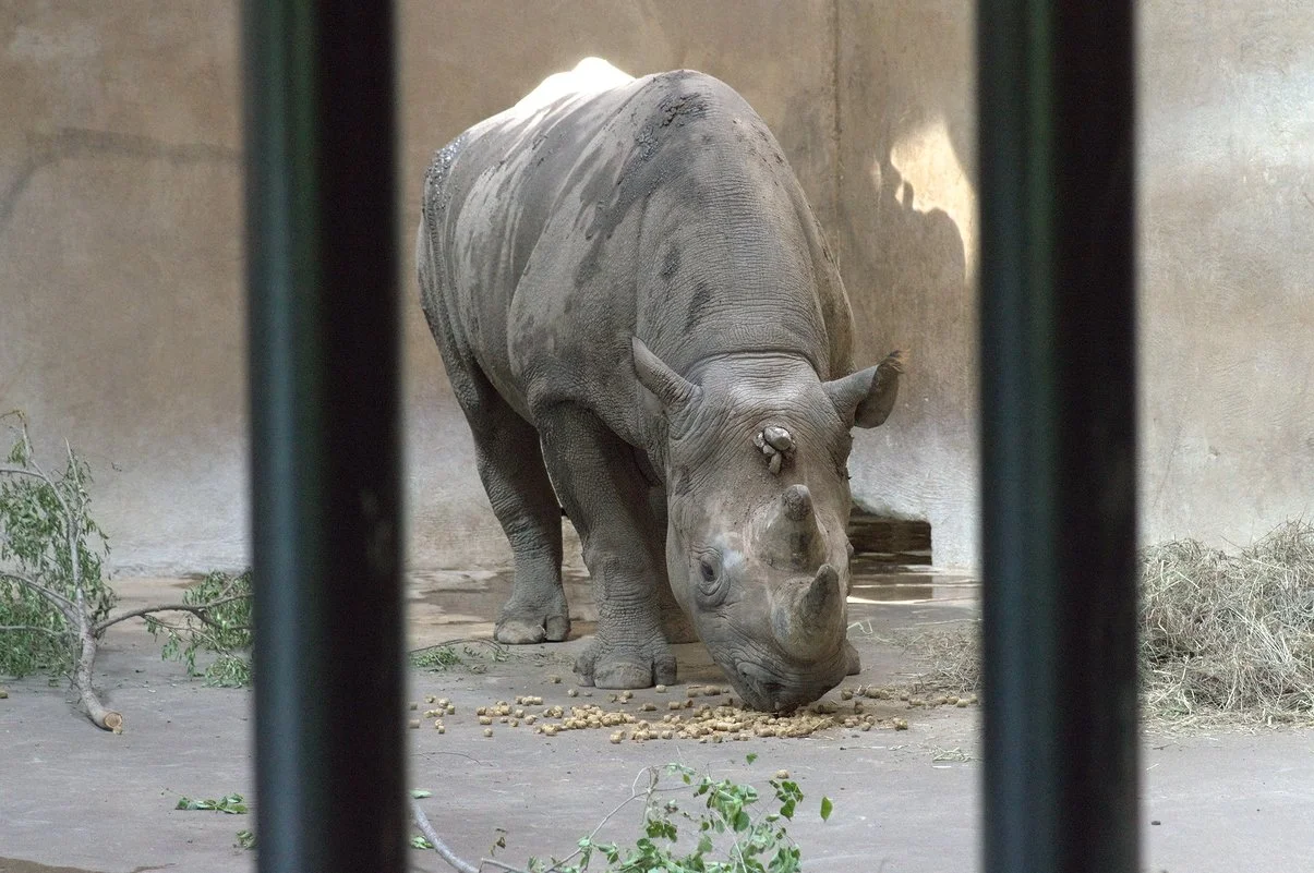 Black Rhino 5.webp