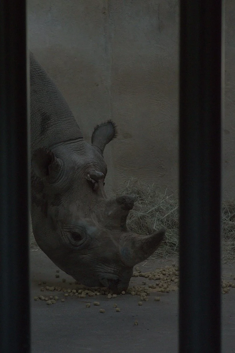 Black Rhino1.webp