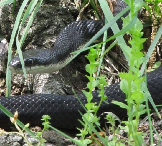 Black Snake Catwissa MO