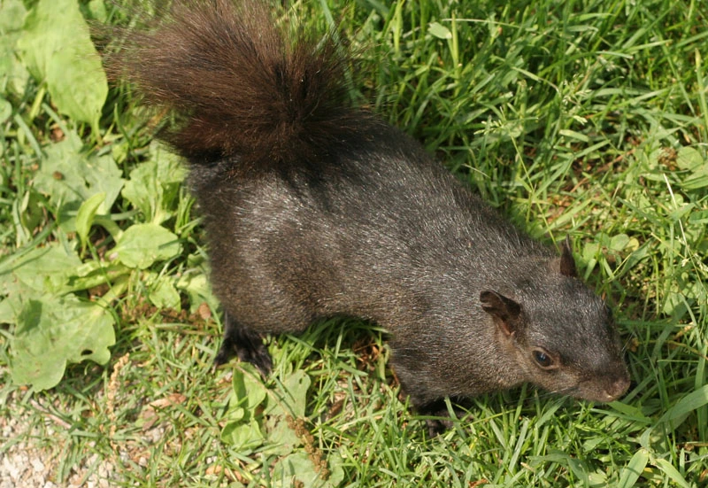 Black Squirrel