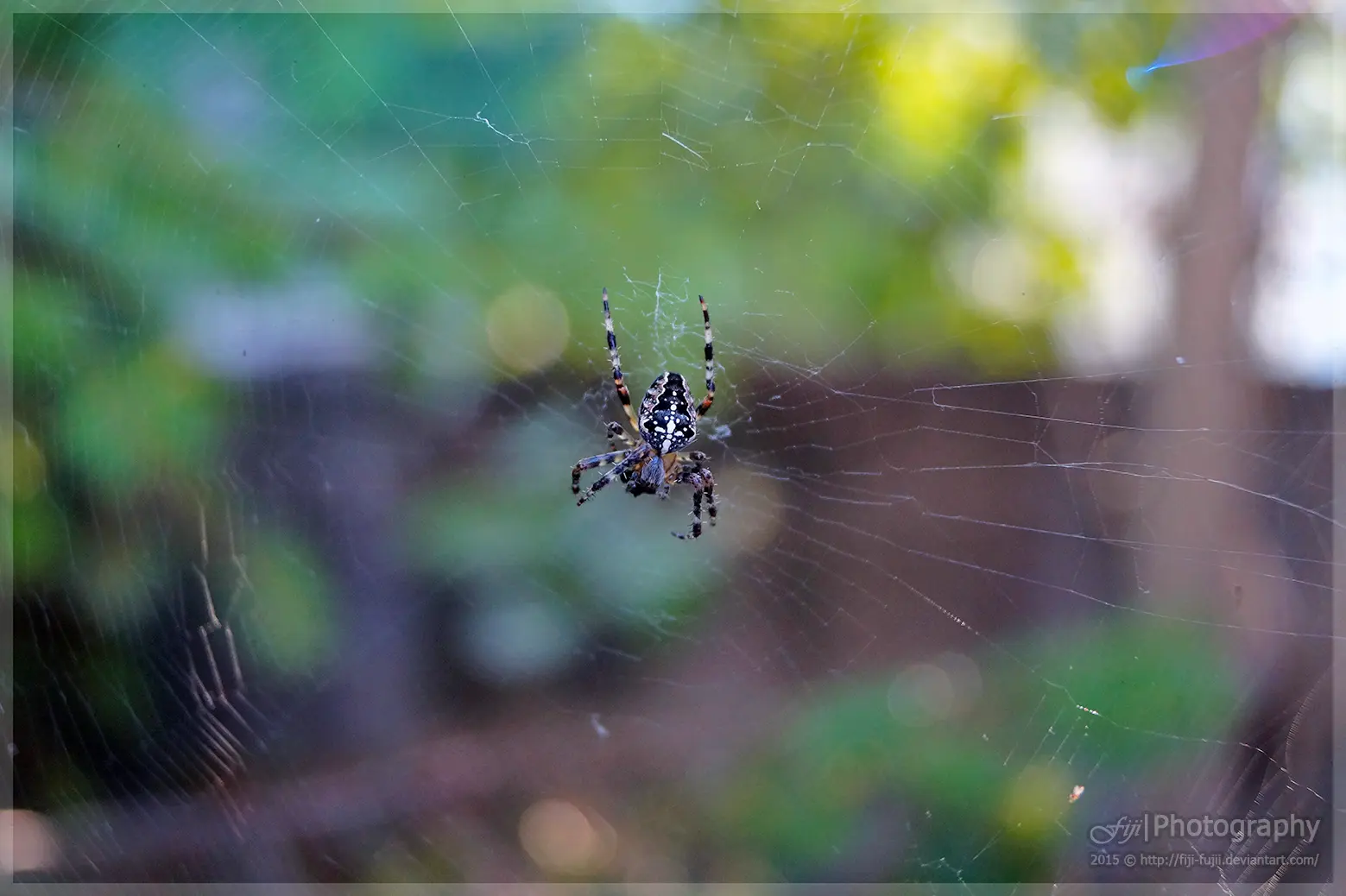 Black White Cross Spider