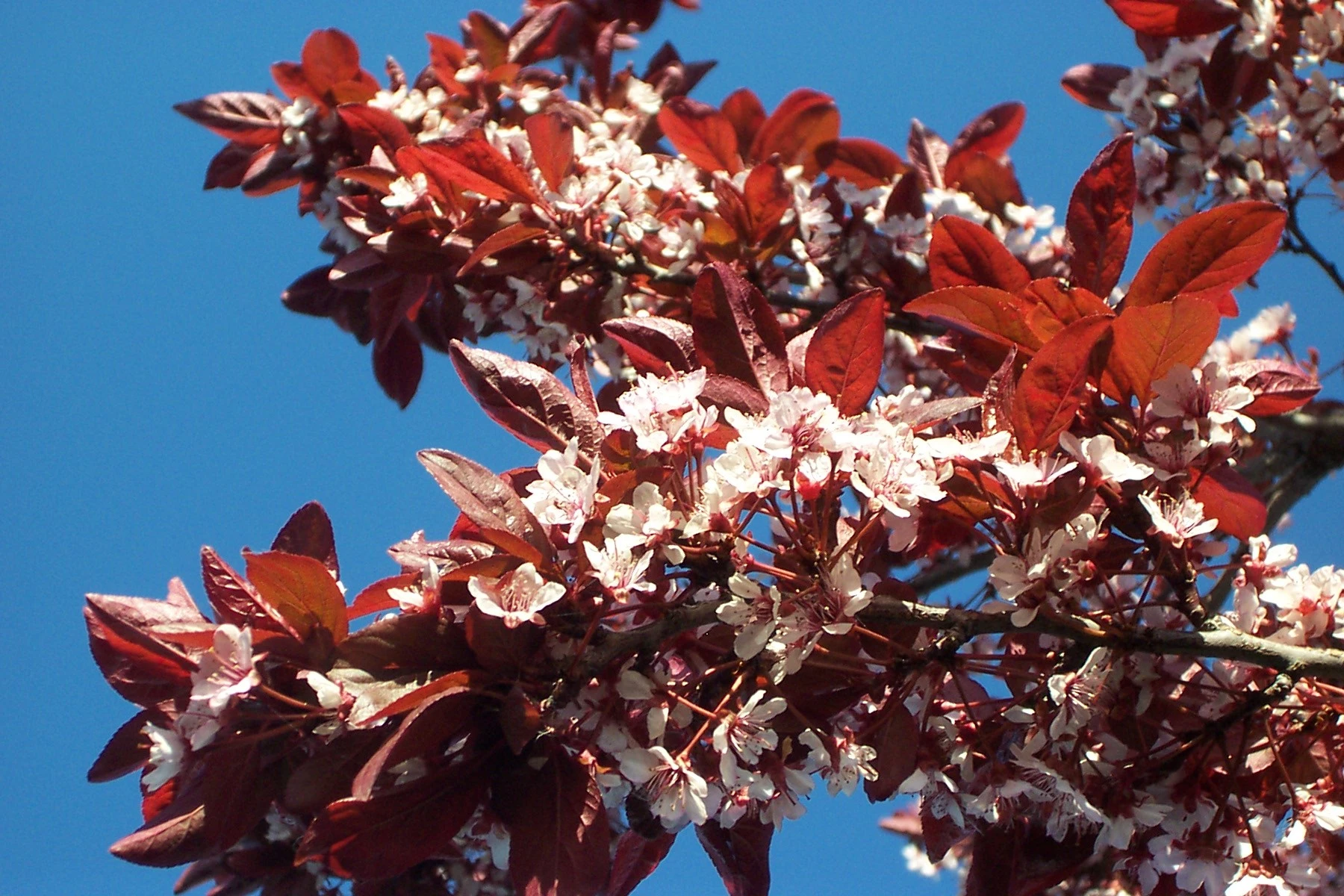 Blooming Cherry Tree