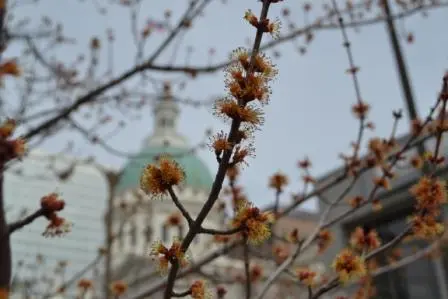 Blossoms in Downtown St. Louis