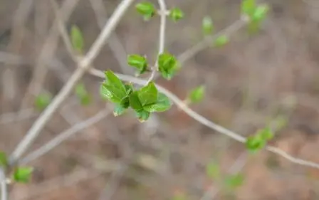 Blossoms