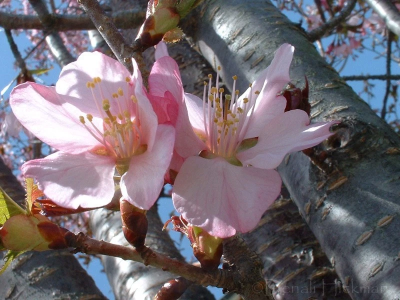 Blossoms