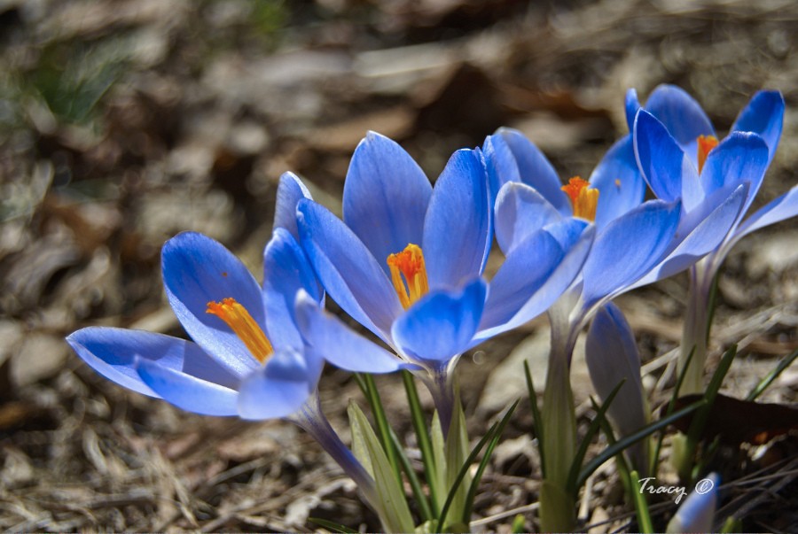 Blue Crocus