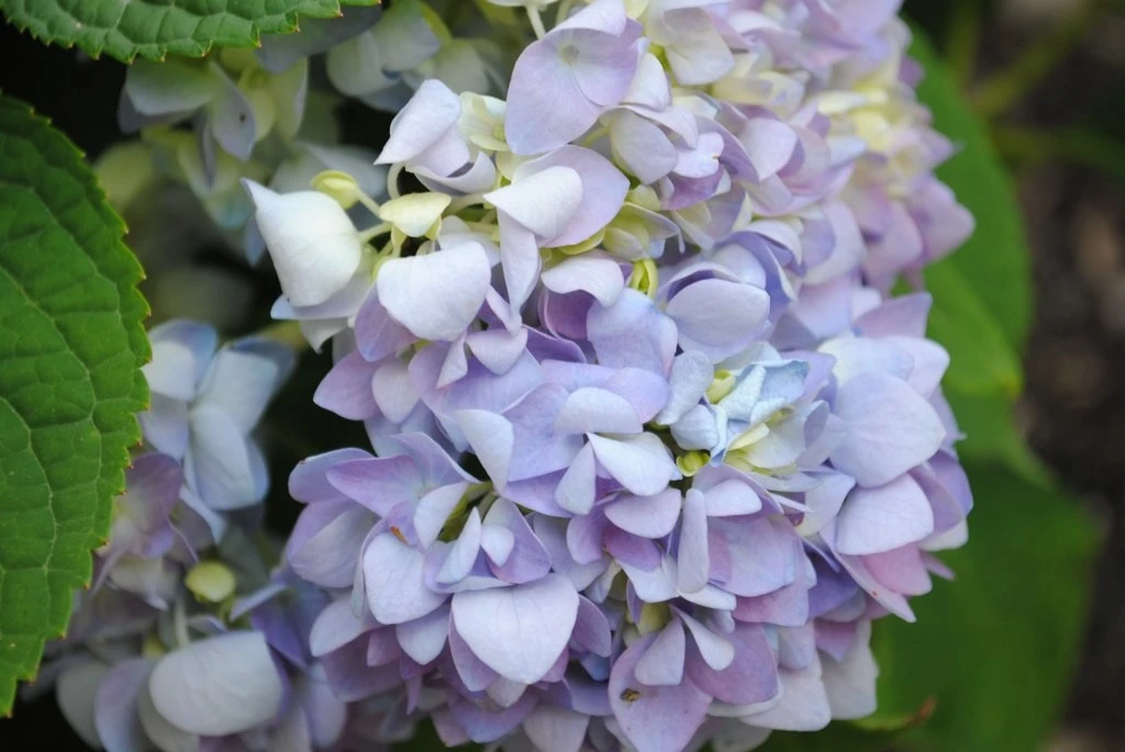 Blue Hydrangeas