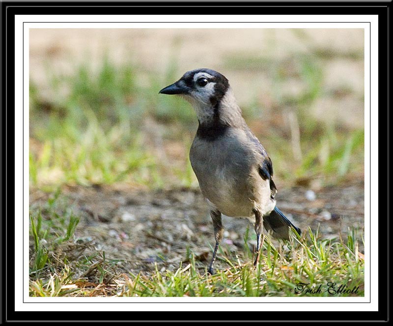 Blue Jays3