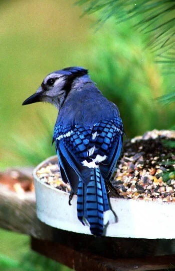 BLUE_JAY