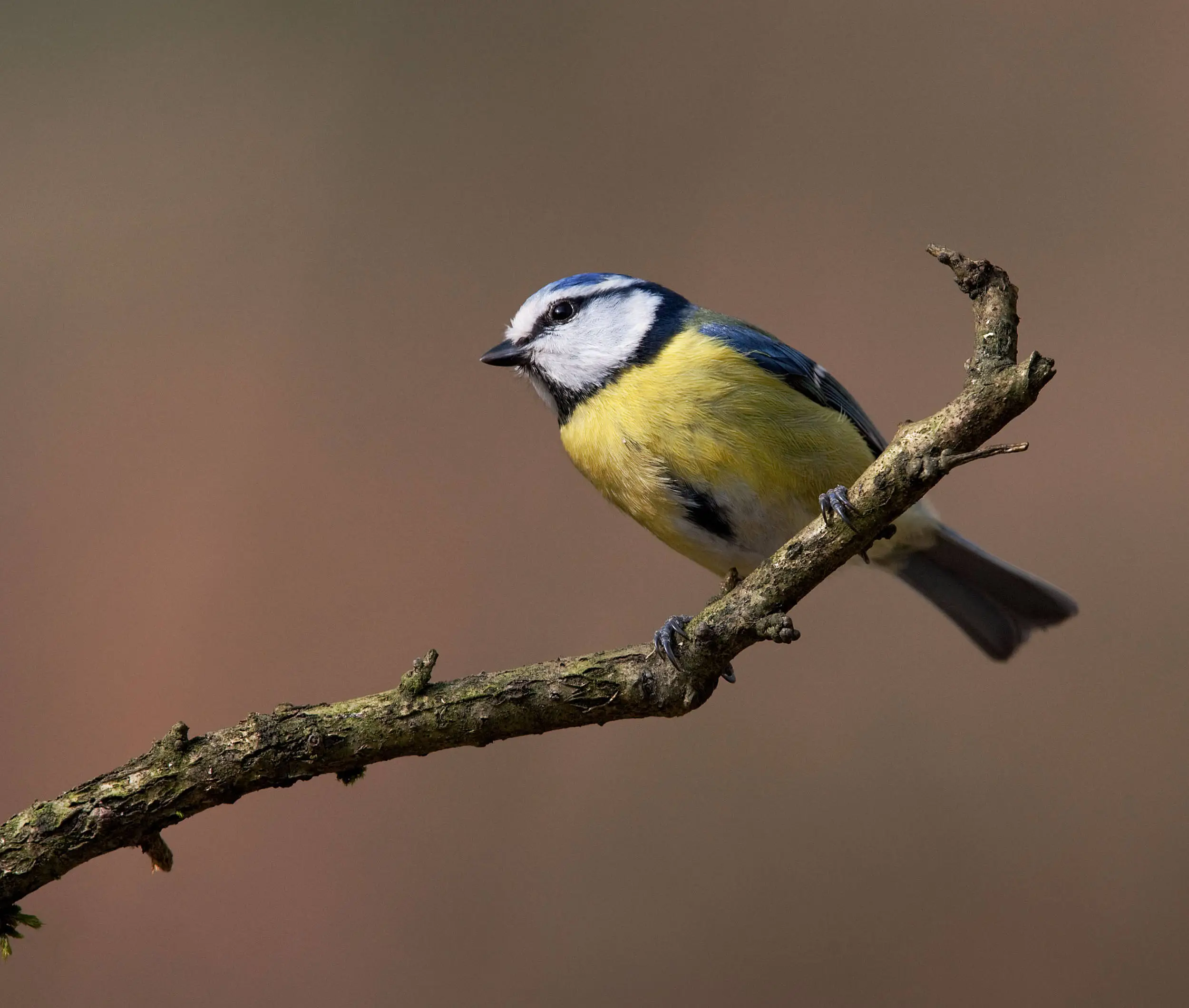Bluey