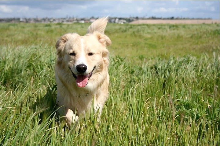 Border Collie