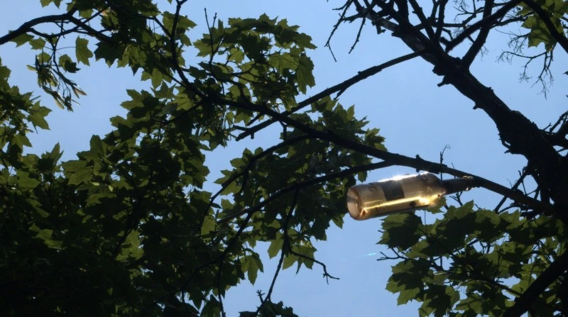 Bottle in a tree