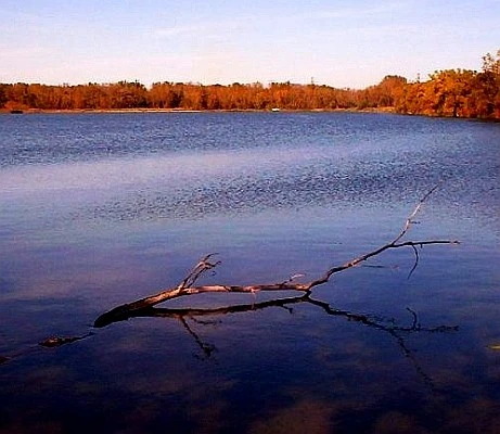 branch in lake