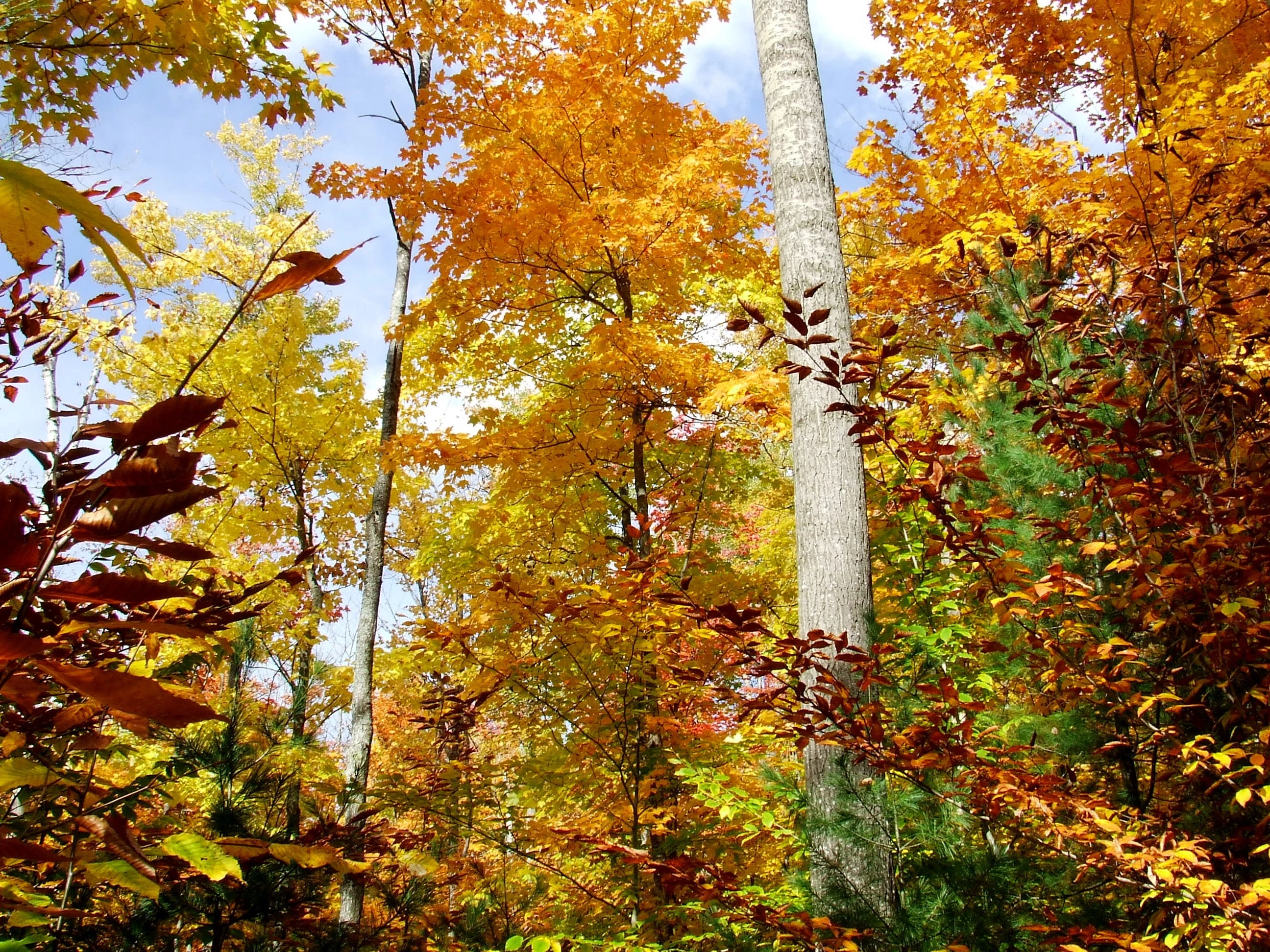 Brilliant fall color