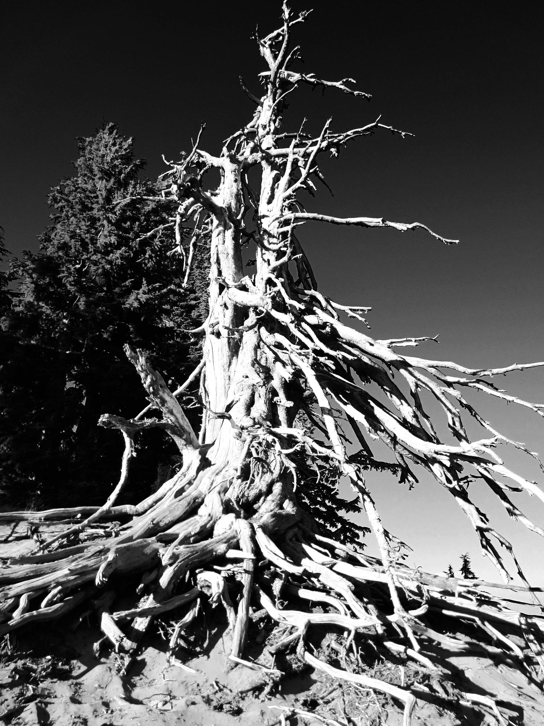 Bristlecone Pine, B&W