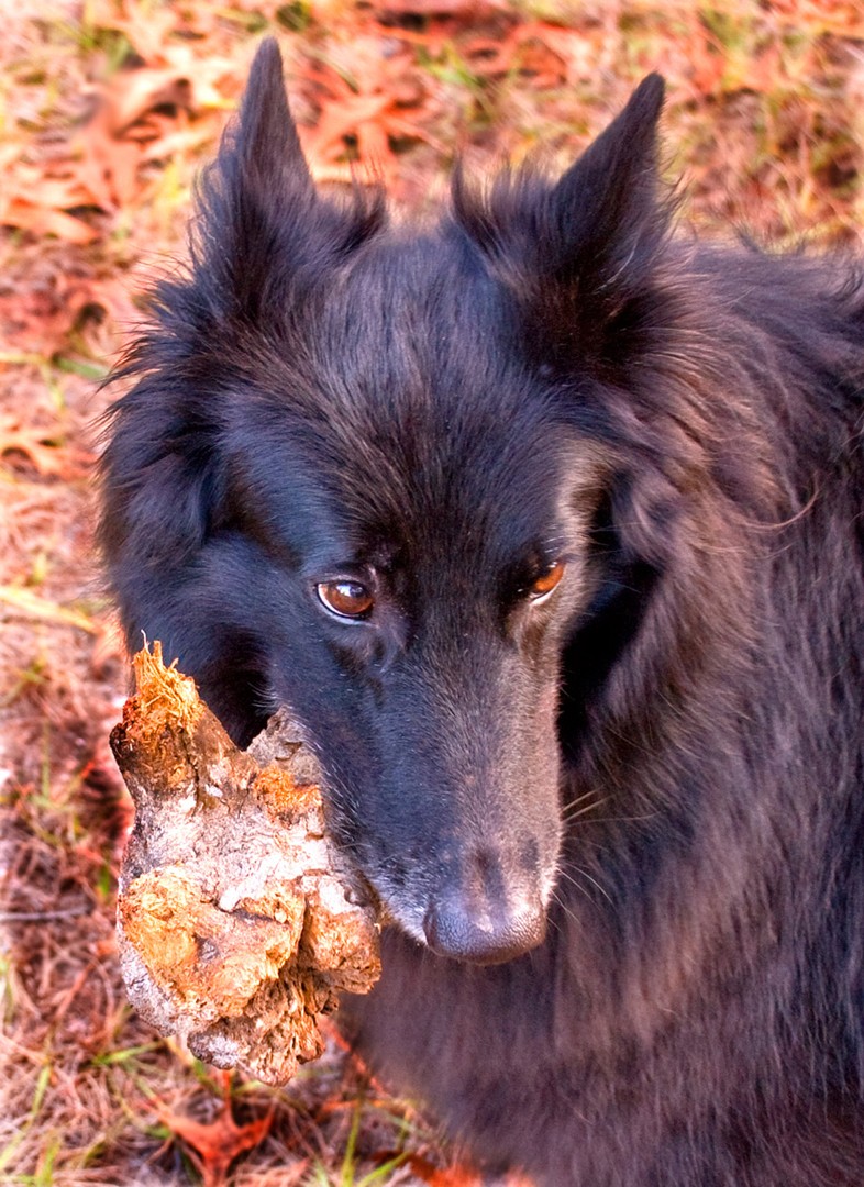 Britadunia - Belgian Sheepdog