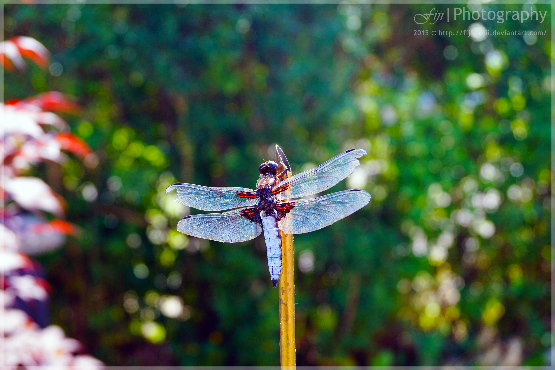 Broad-Bodied Chaser