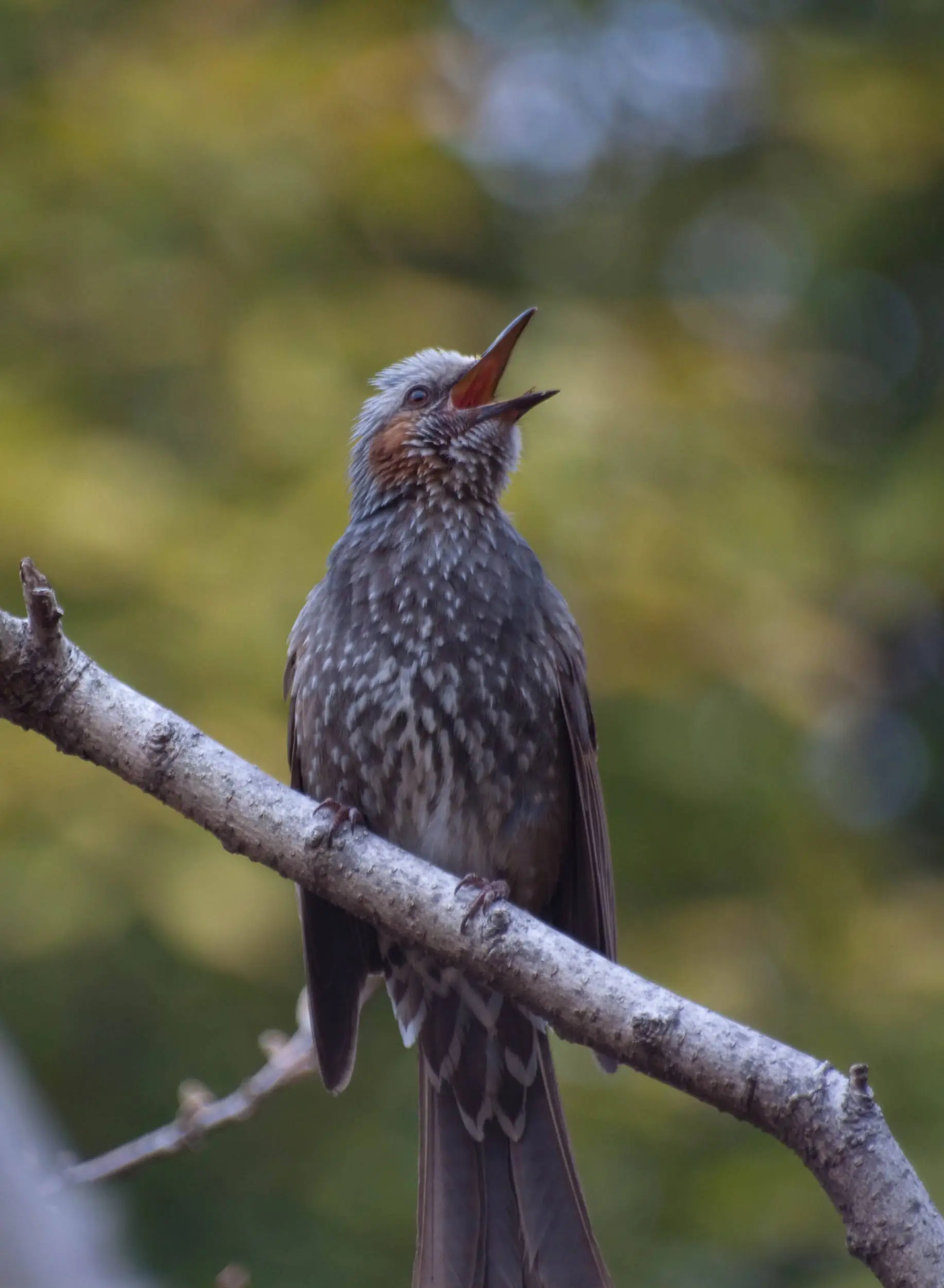 Brown-eared Bulbul