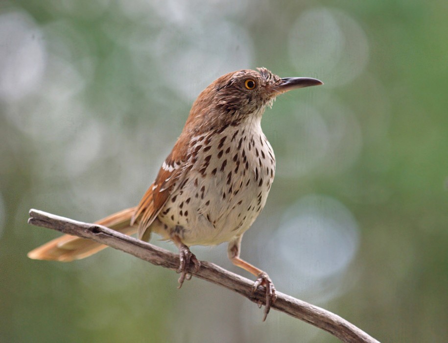 Brown thrasher