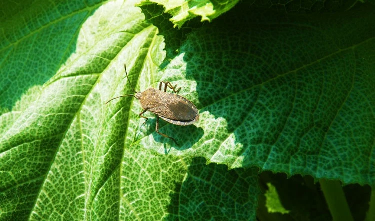Bug on leaf