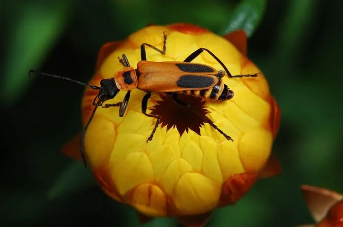 Bug