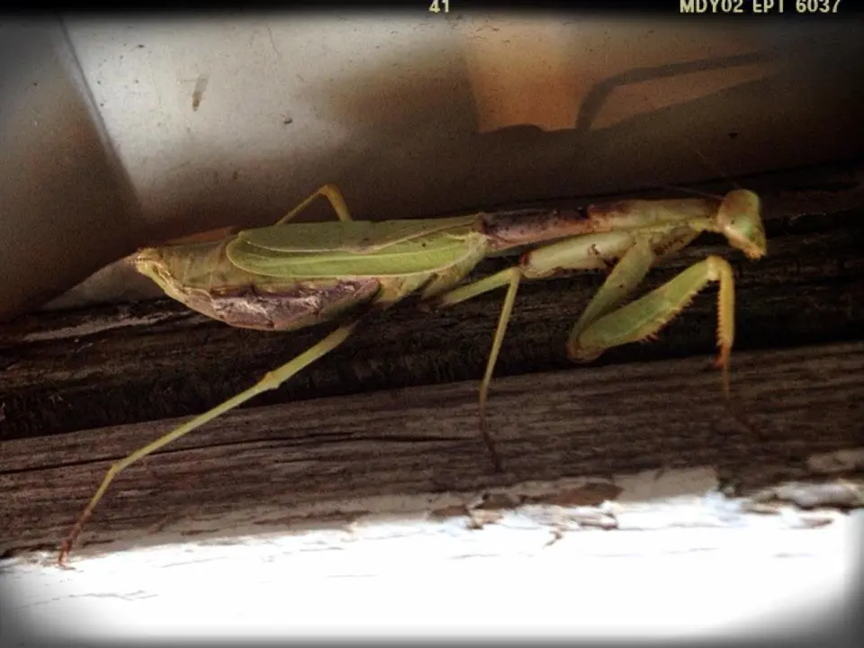 bug2