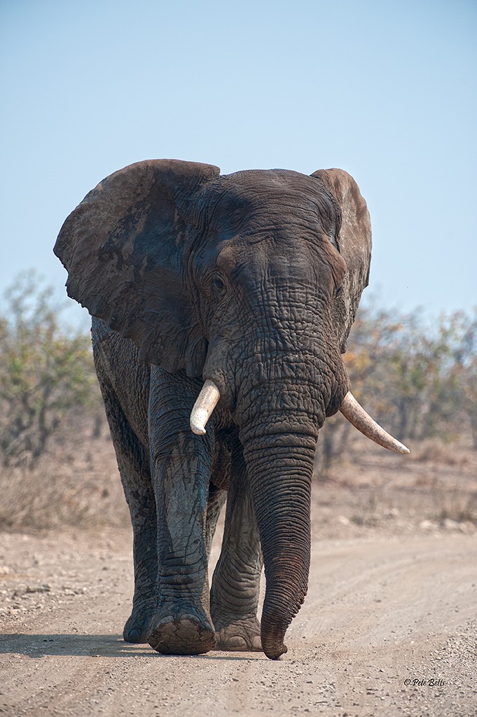Bull Elephant approach