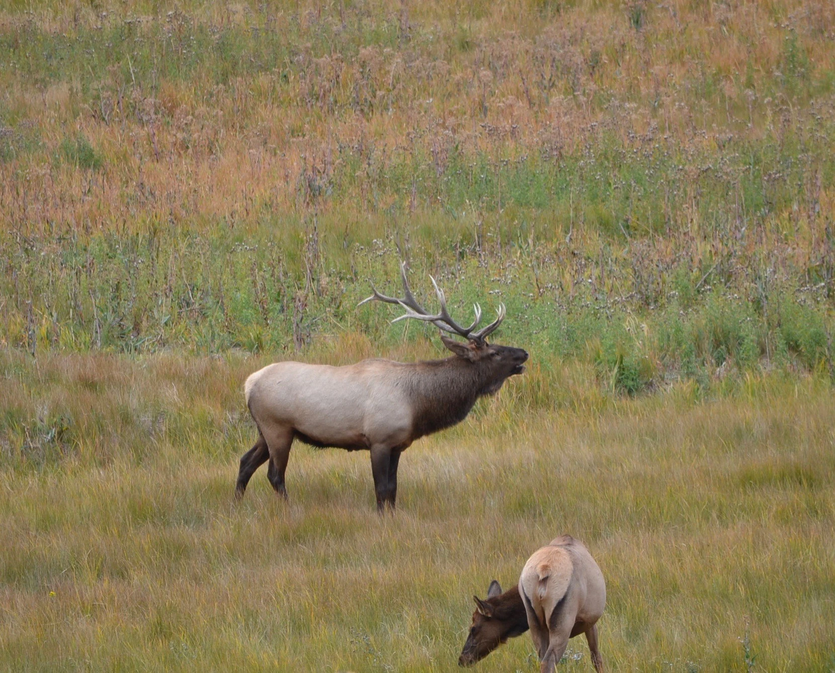 Bull Elk Bugling