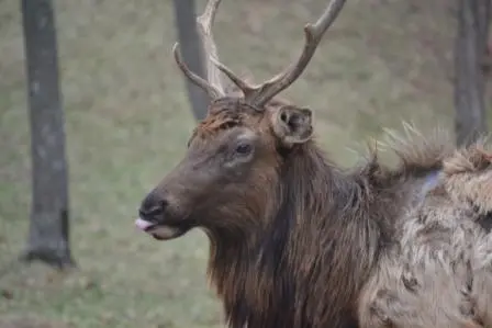 Bull Elk with broken antler