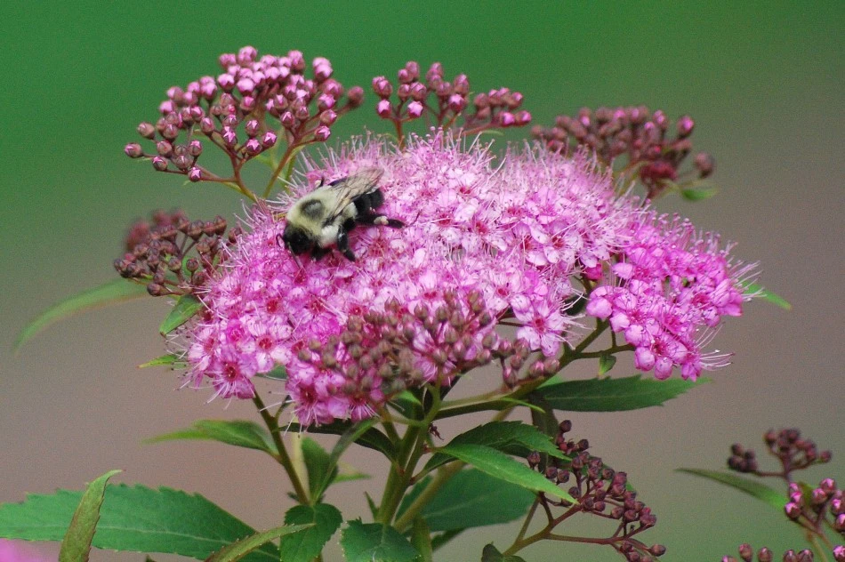 Bumble bee
