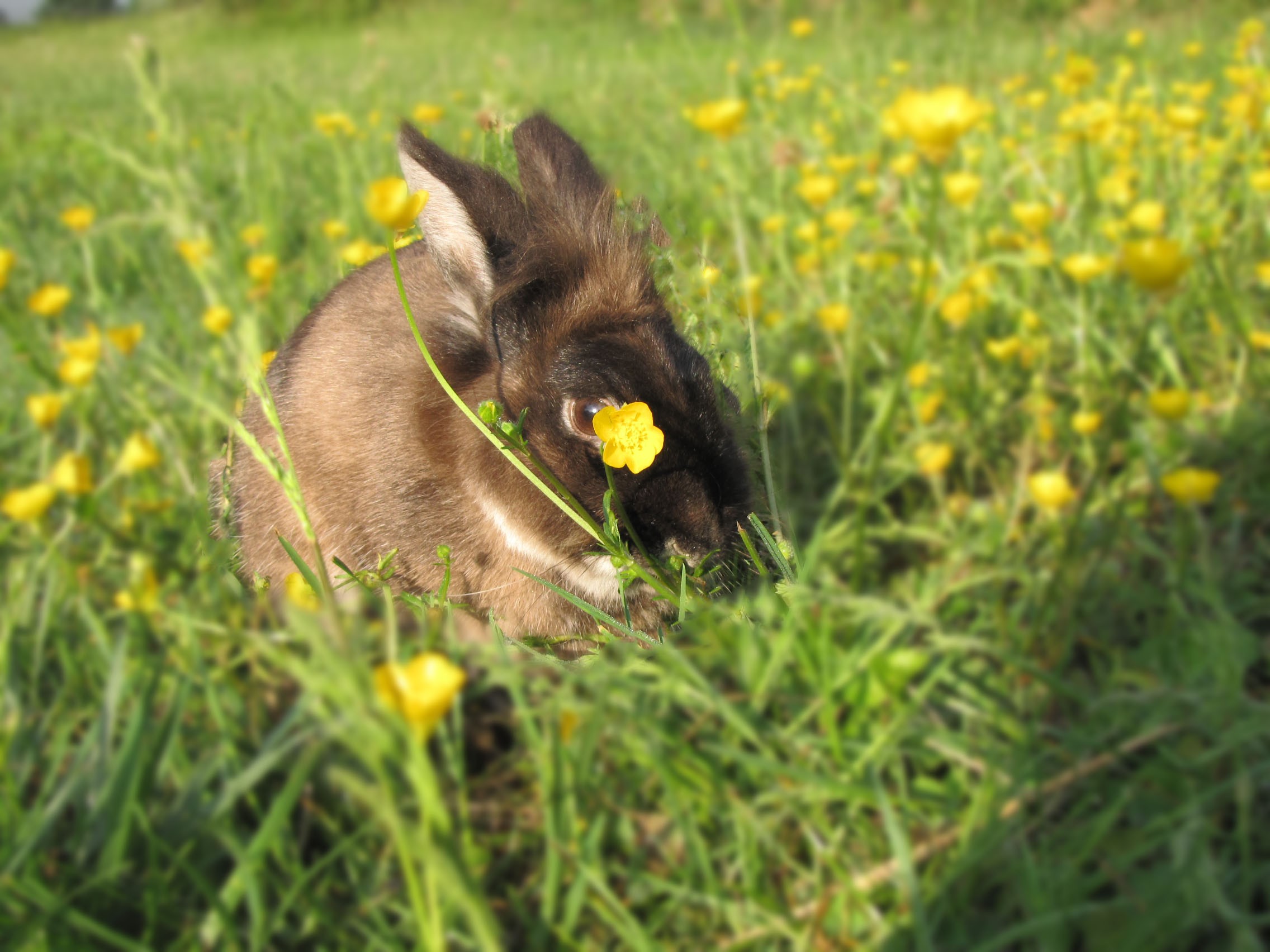 Bunny Loves Buttercups