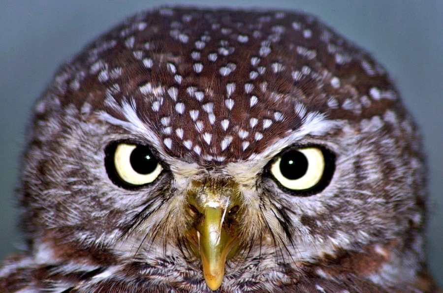 Burrowing Owl