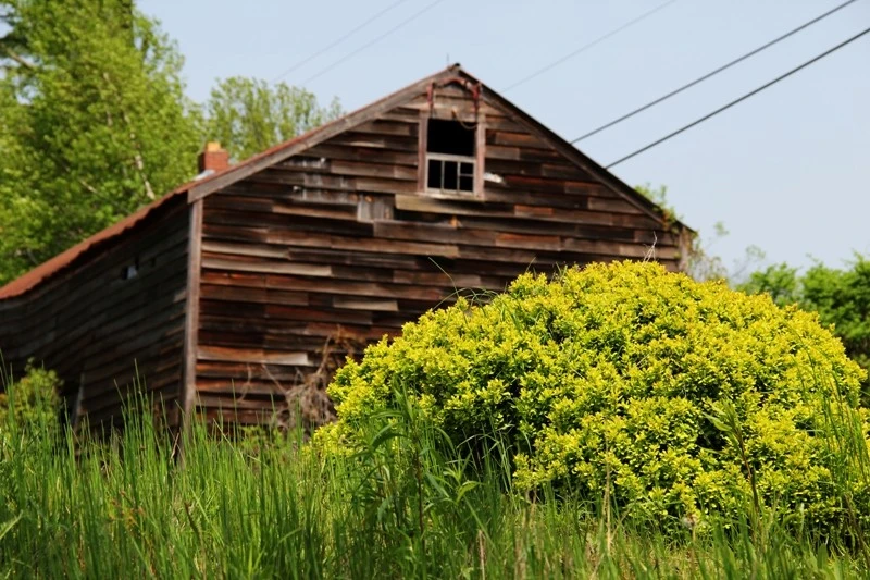 bushbarn_contrast