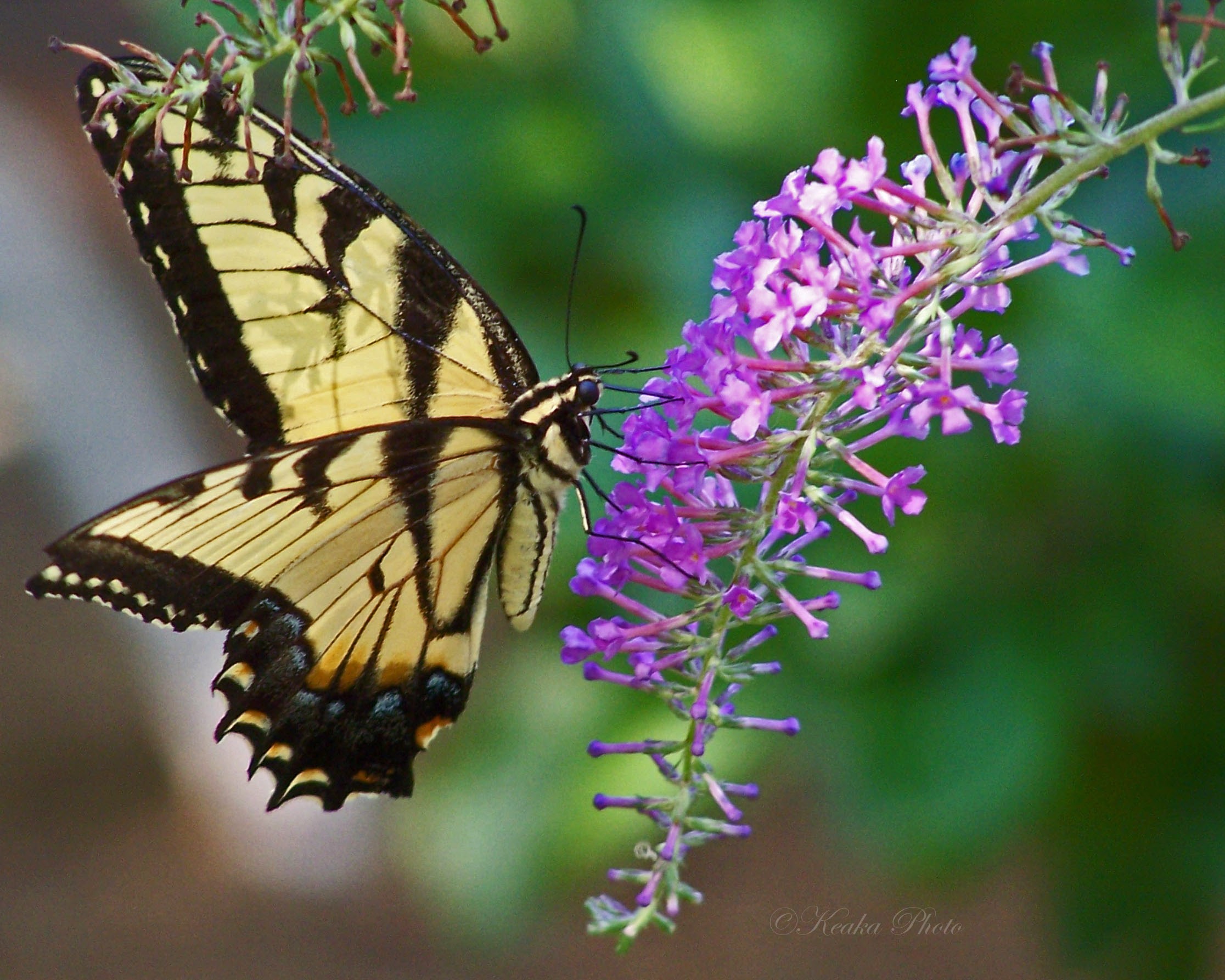 butterflies from my back Yard