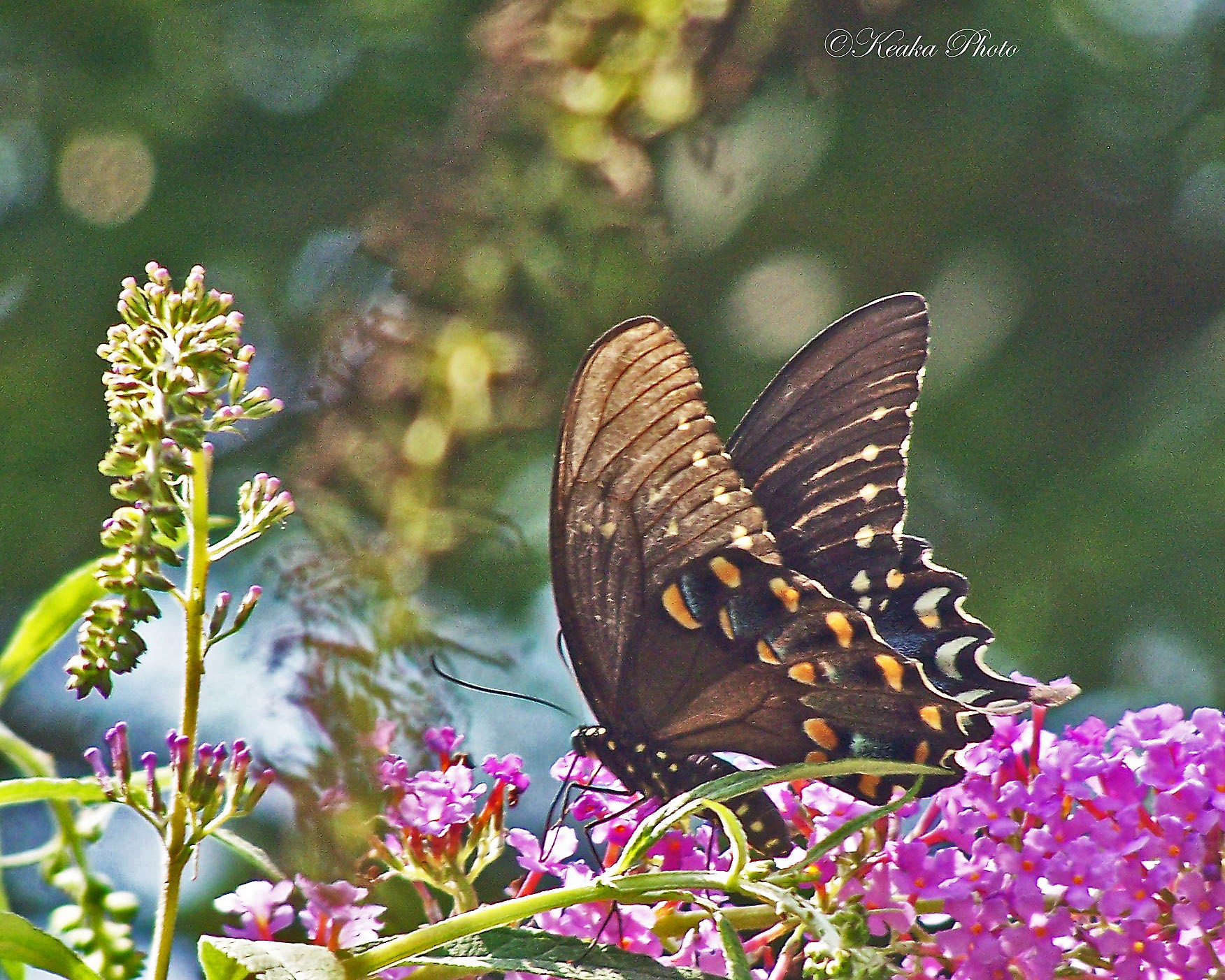 butterflies from my back Yard