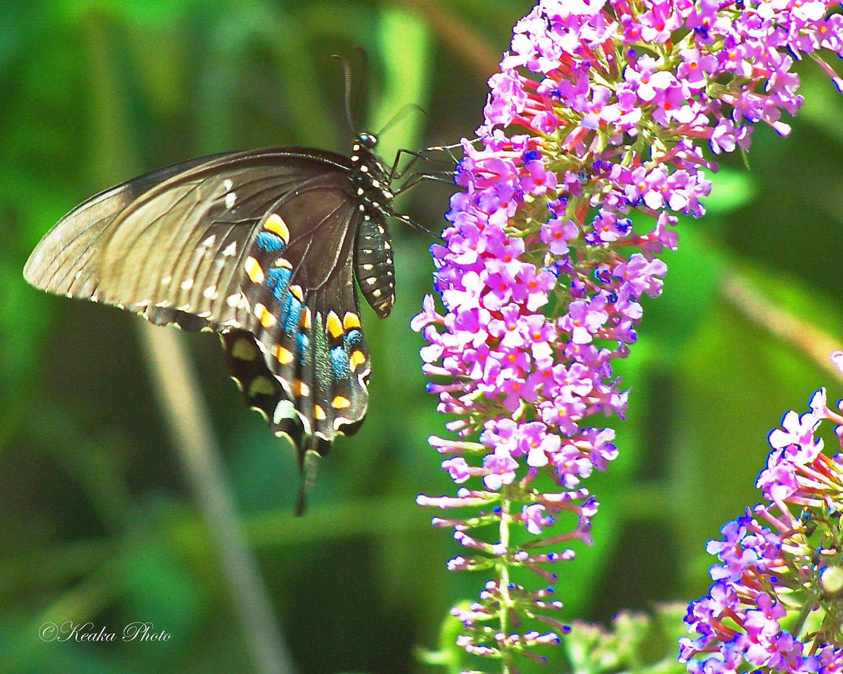 butterflies from my back Yard