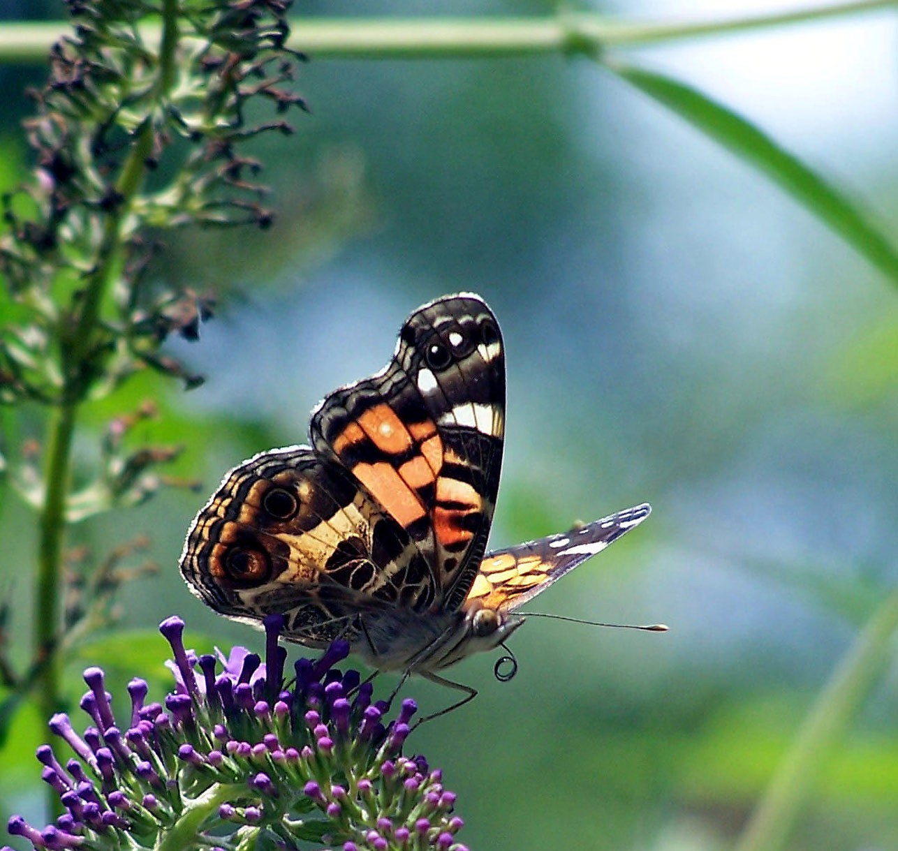 butterflies from my back Yard