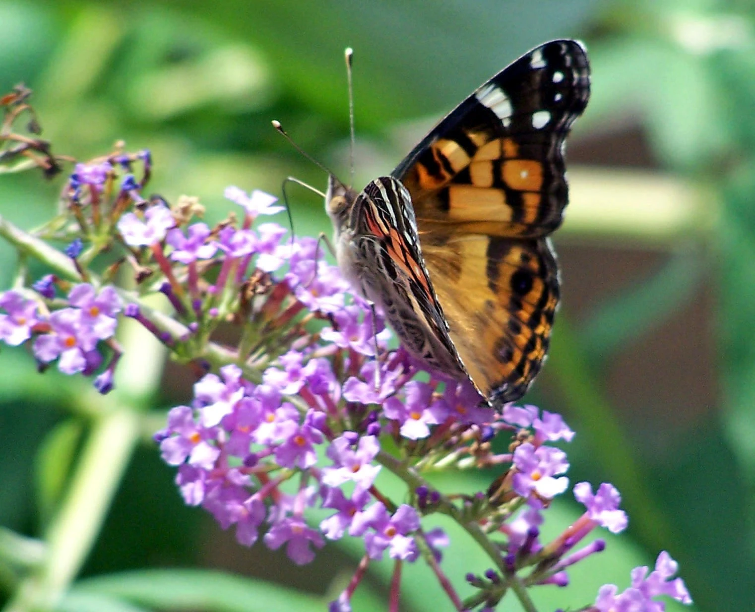 butterflies from my back Yard