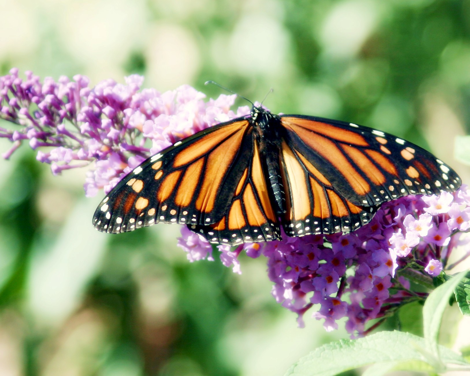 Butterfly on Flower