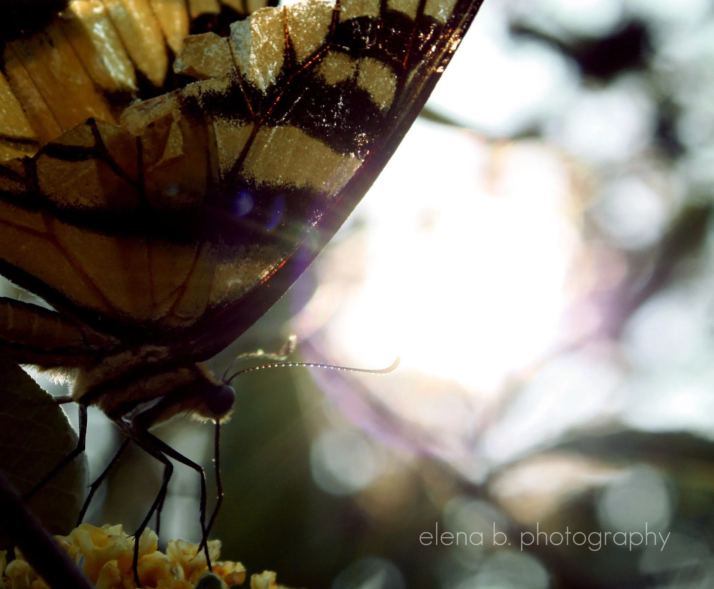 Butterfly