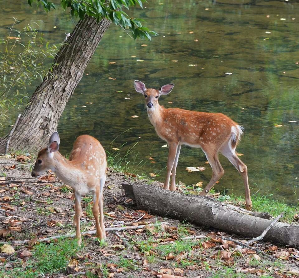 by the creek