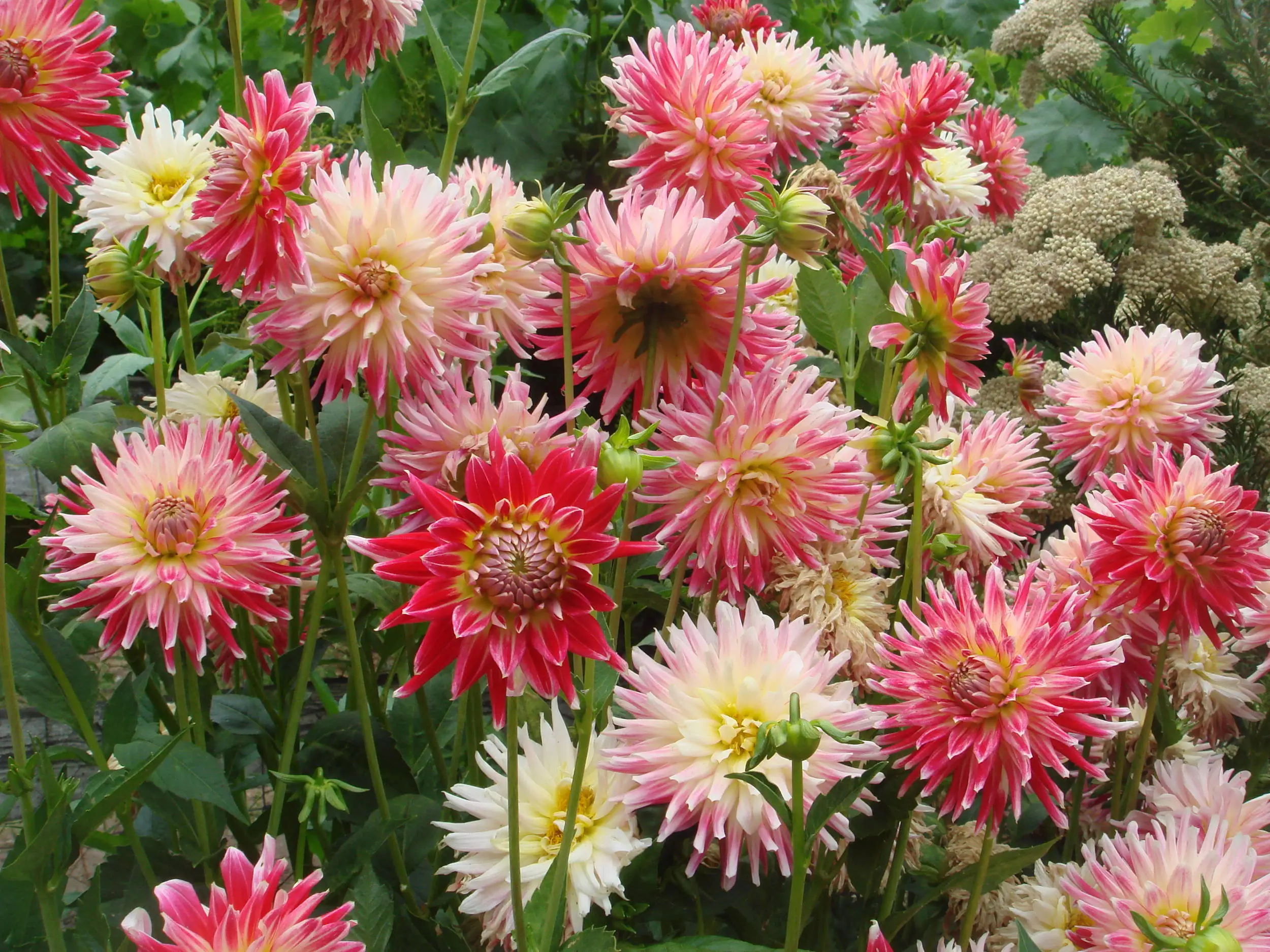 Cactus-flowered Dahlia