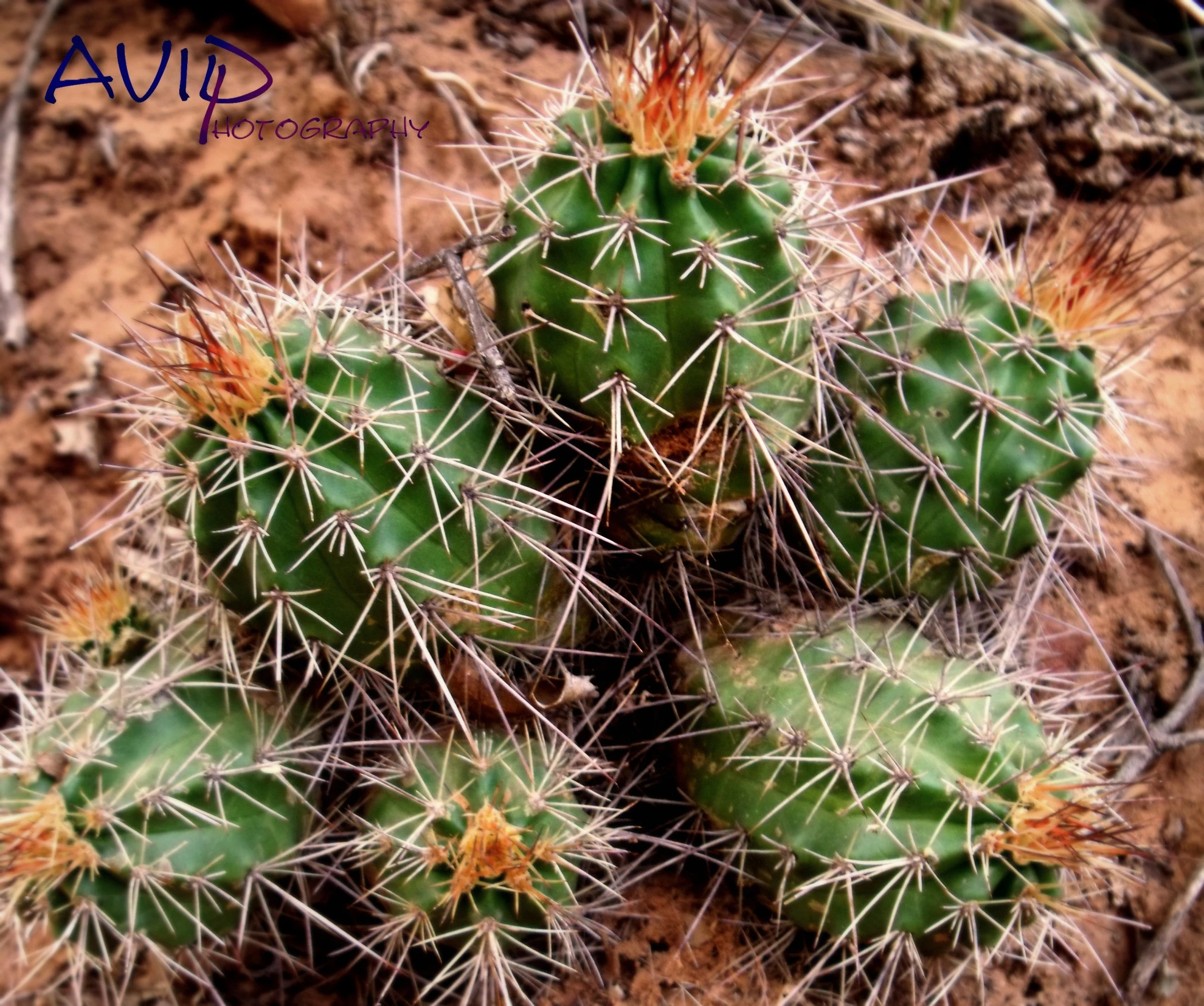 Cactus