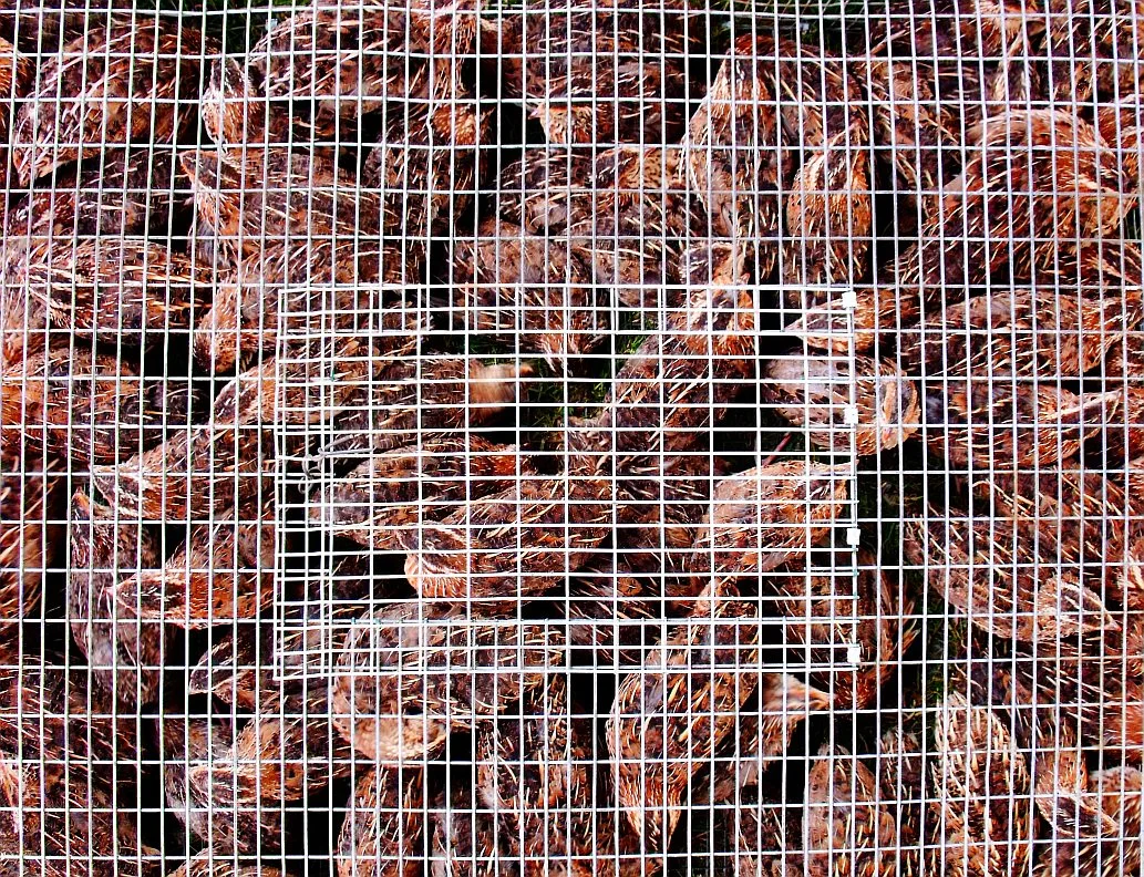 caged