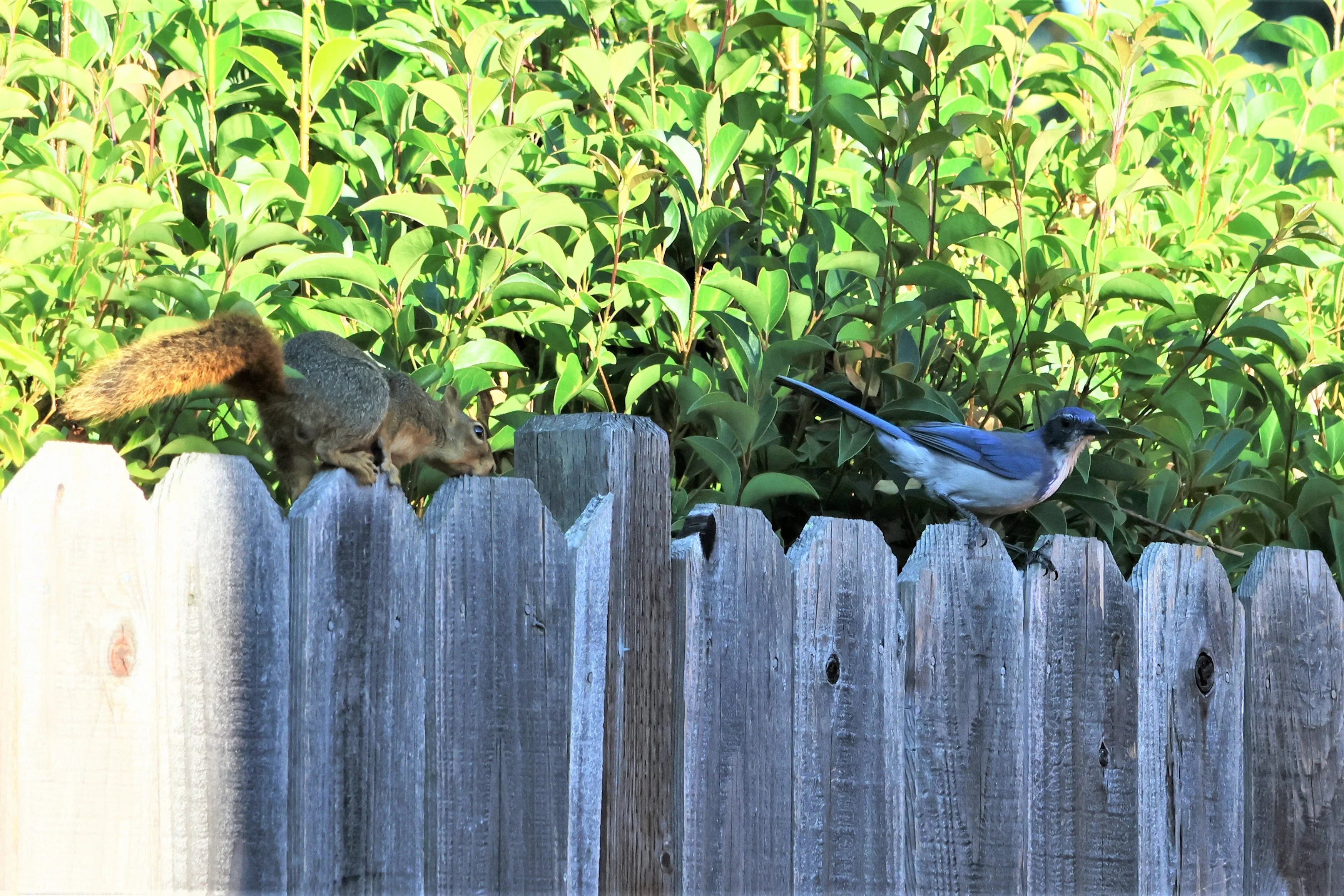 cailfornia scrub jay being chased by squirrel  .webp