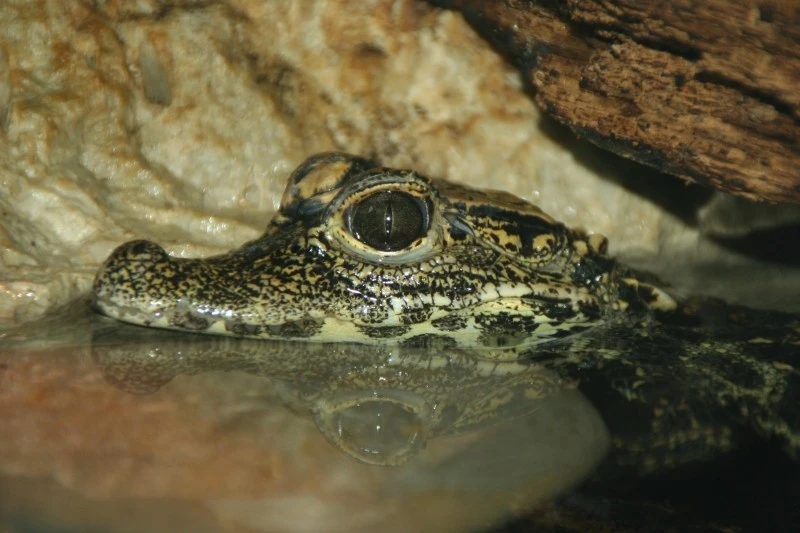 Caiman