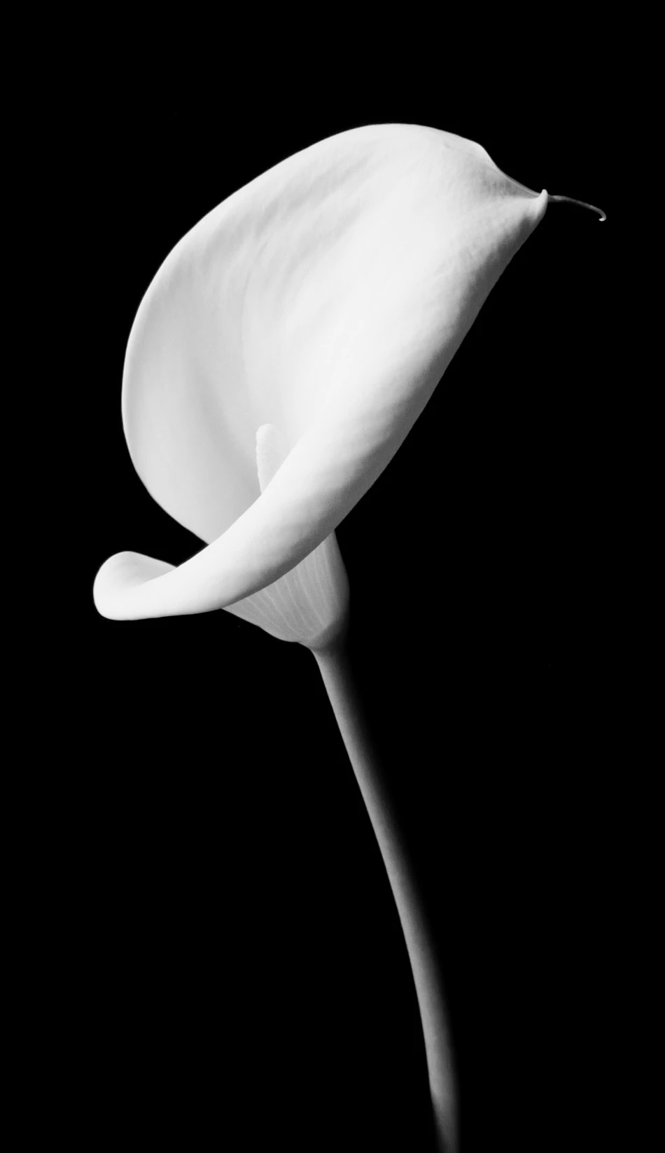 Calla Chalk