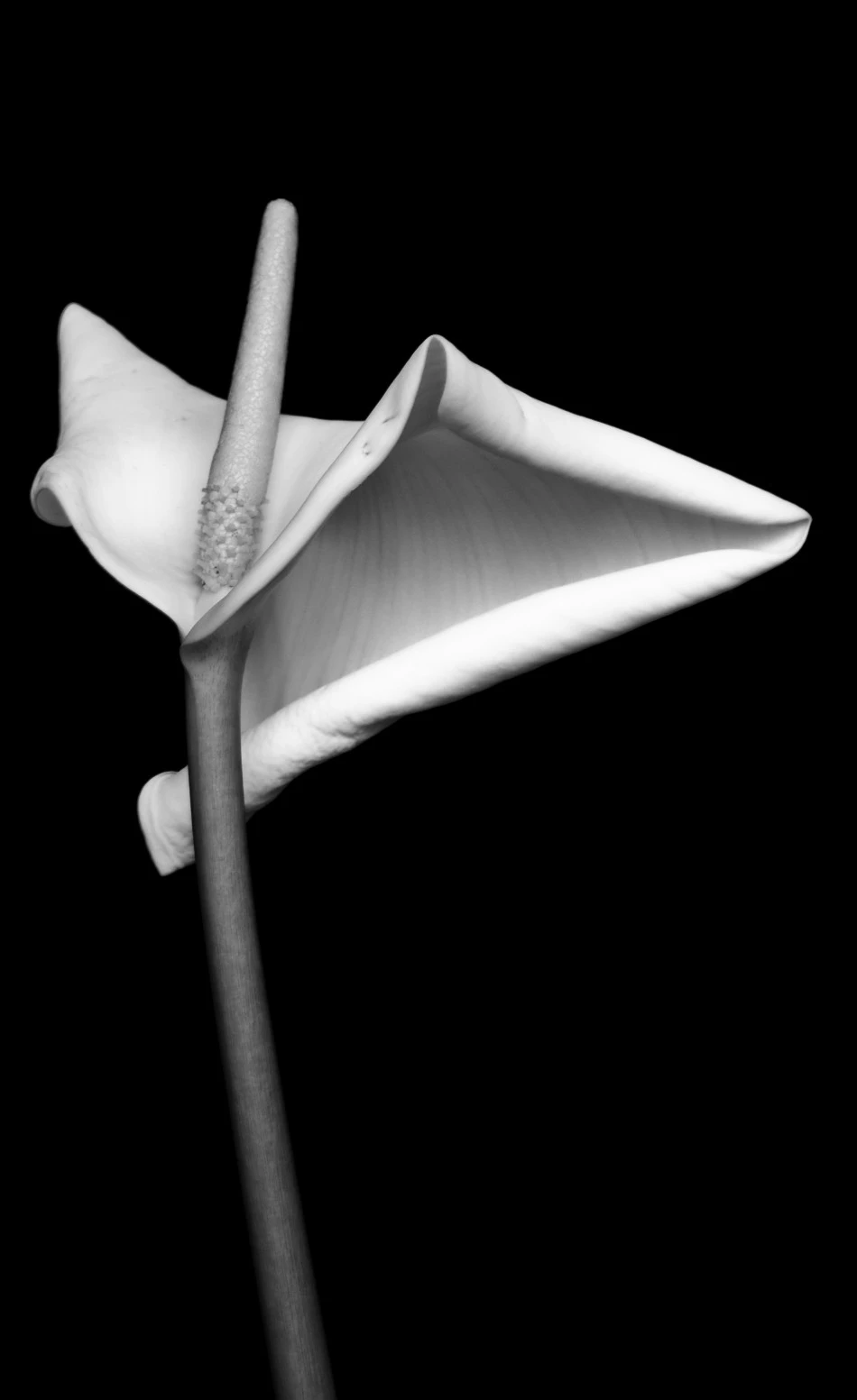 Calla Chalk