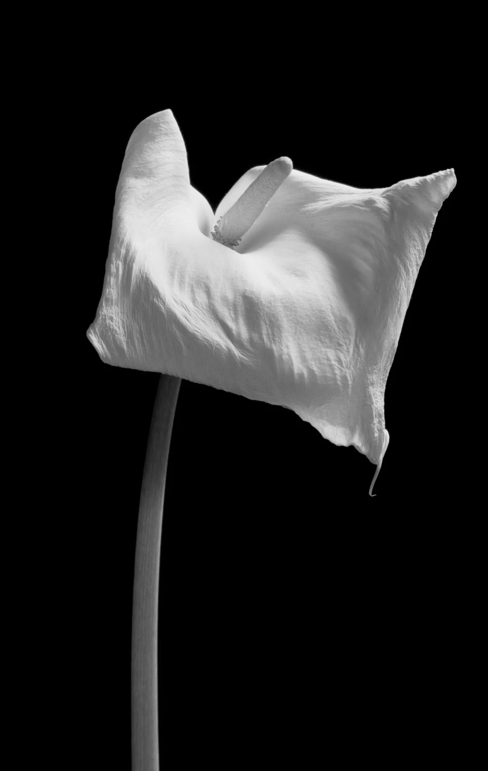 Calla Chalk